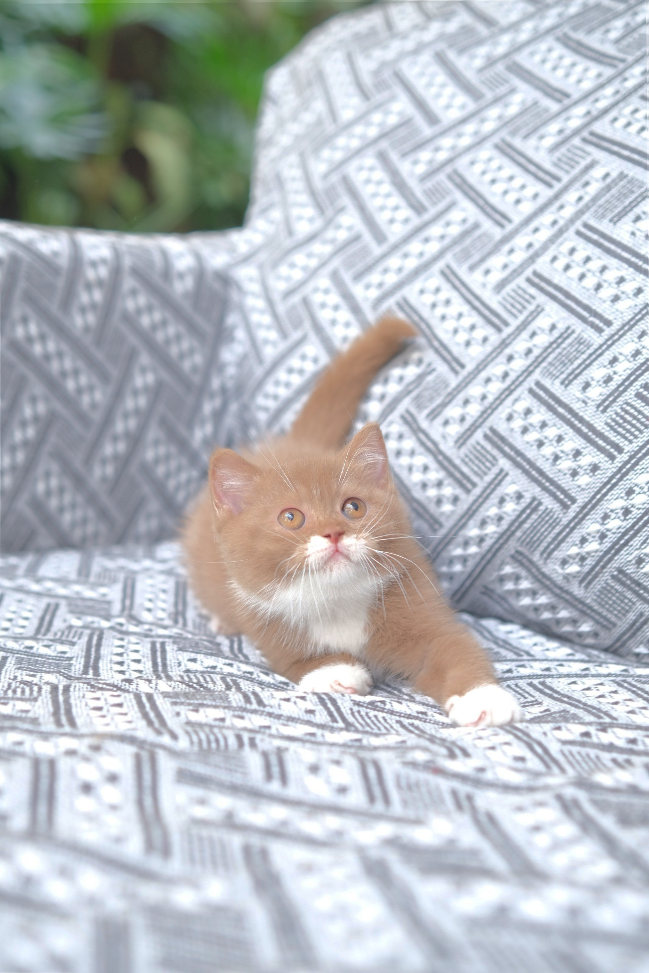 Cinnamon Bicolour Jantan