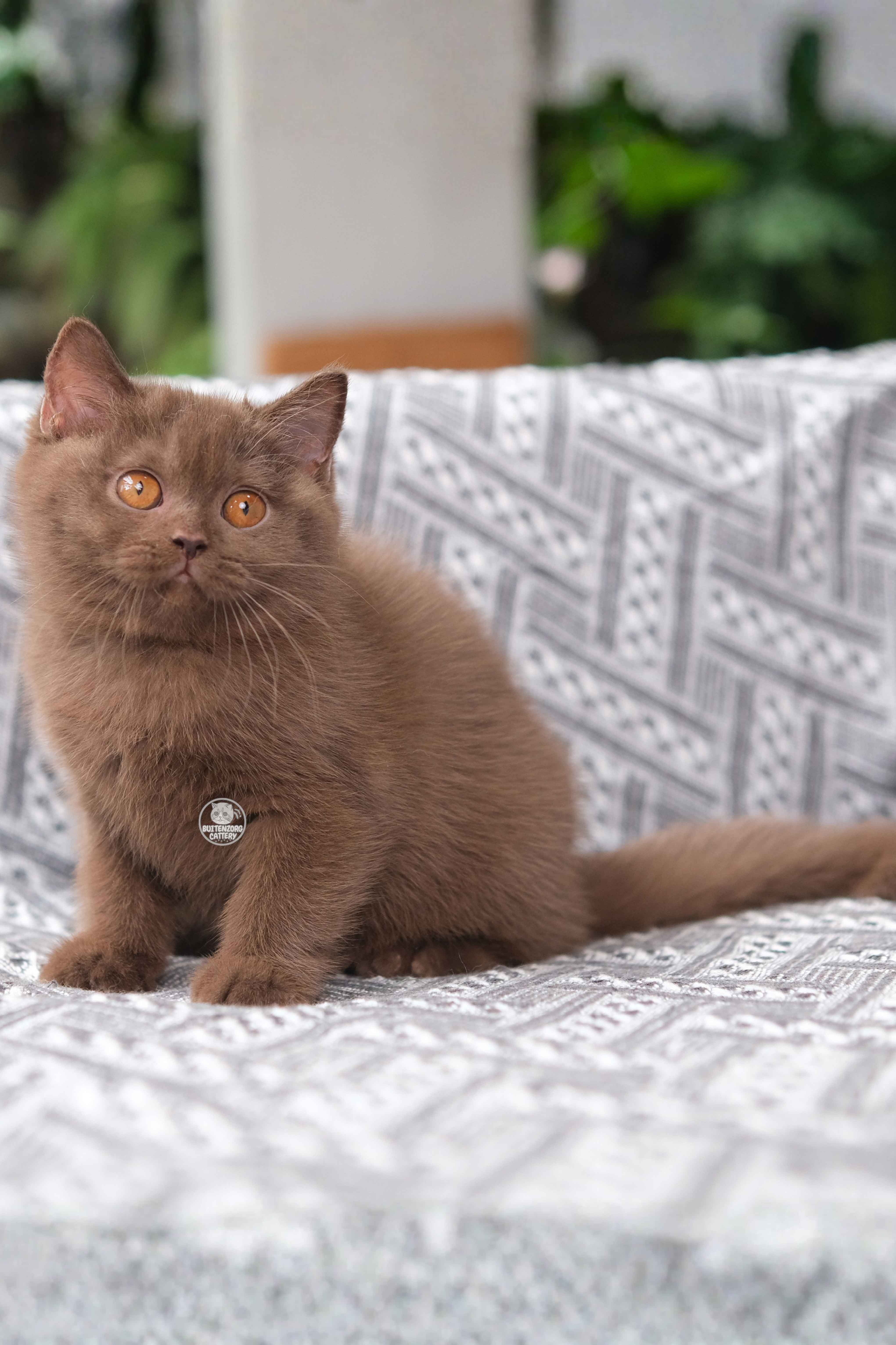 Buitenzorg Leona Queen