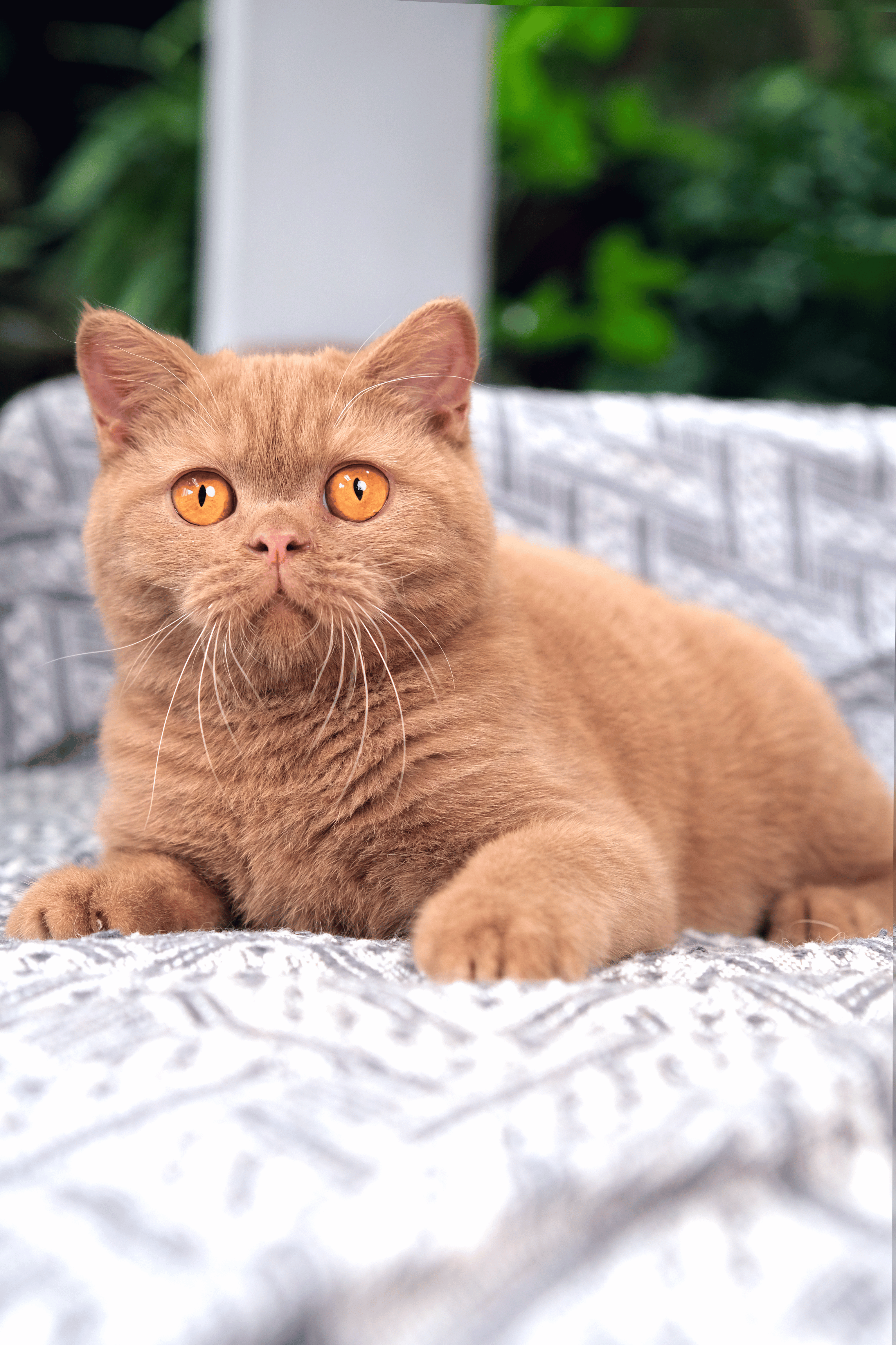 Buitenzorg Mickey JR